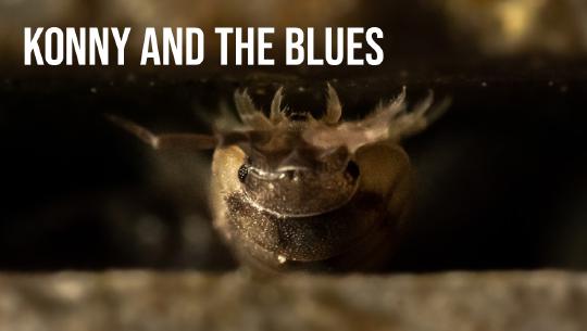 Episode 13: Konny and the blues